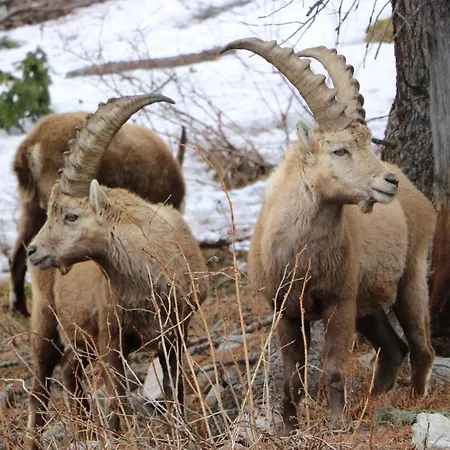 - Chesa Andrea - Gartensitzplatz Pontresina