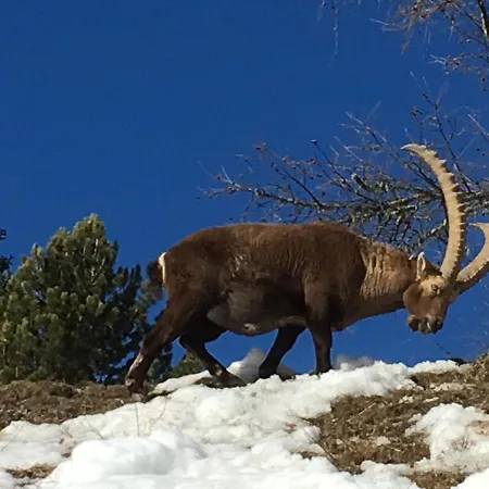 - Chesa Andrea - Gartensitzplatz Διαμέρισμα Pontresina
