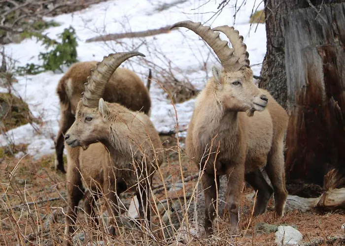 - Chesa Andrea - Gartensitzplatz Pontresina