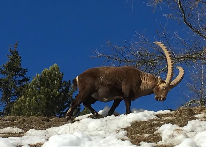 - Chesa Andrea - Gartensitzplatz Daire Pontresina